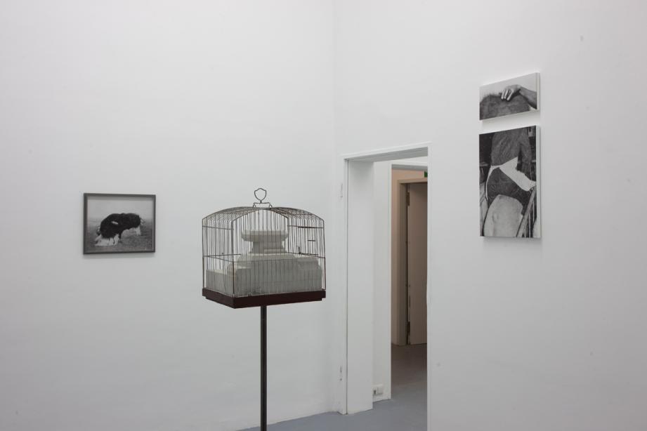 Ausstellungsansicht Ulrich Gebert - A Rat is a Pig is a Dog is a Boy, basis 2012, Foto: Cem Yücetas
